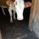 Janserhof 오베르틸리아치