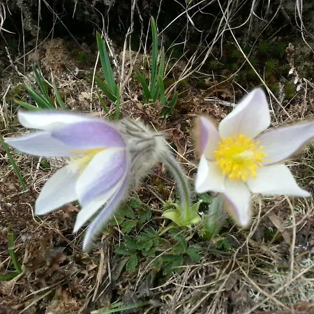 Vakantieboerderij Janserhof *