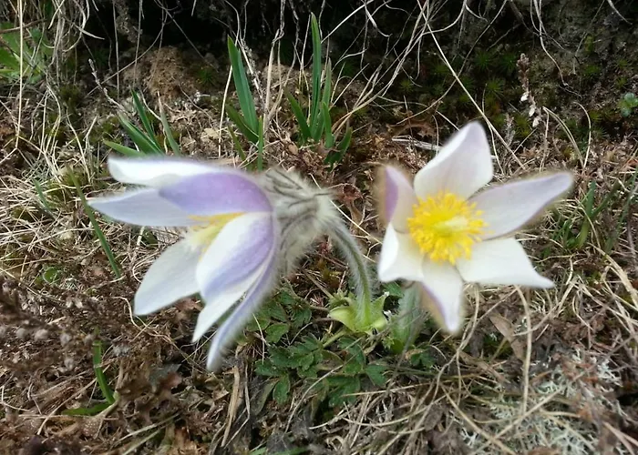 مزرعة للإقامة Janserhof *