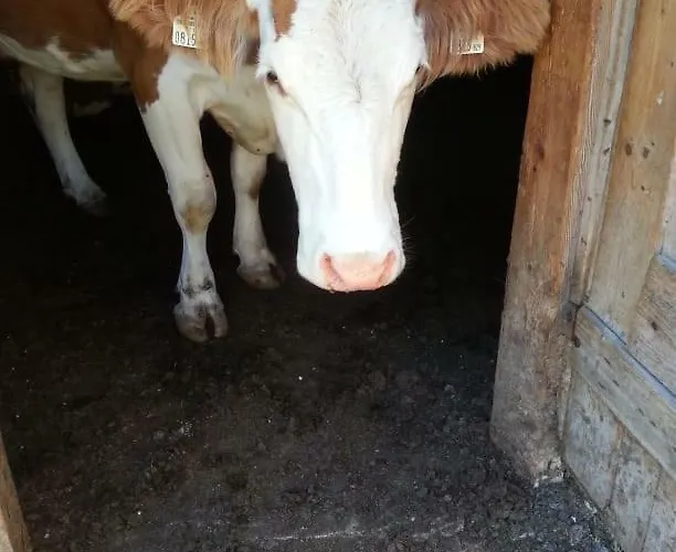 Janserhof オーバーティリアッハ